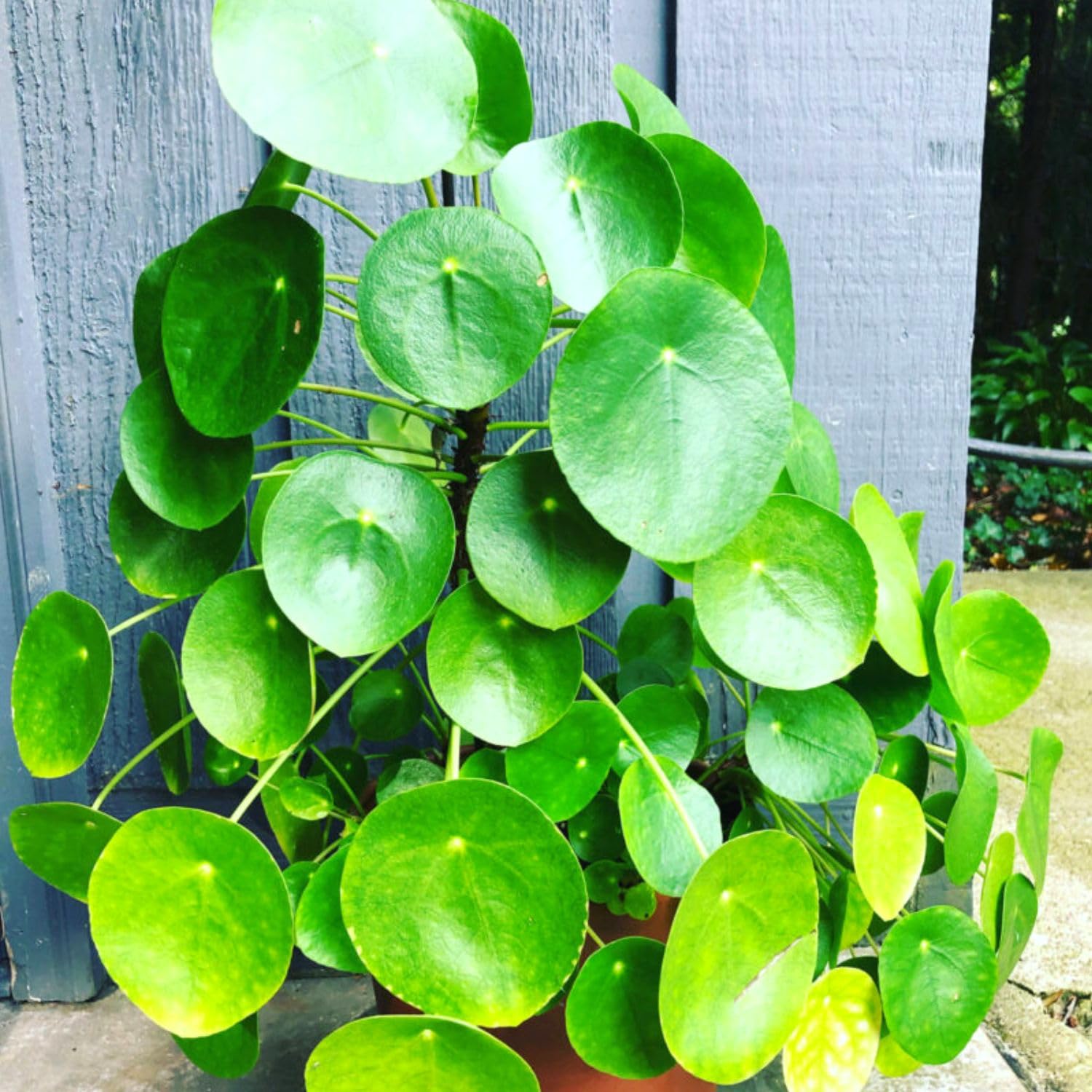 Pilea Peperomioides Live, Large Money Plants, Money Tree Plant Indoor, 4 to 6 Inc Tall Plant Live Houseplants for Garden