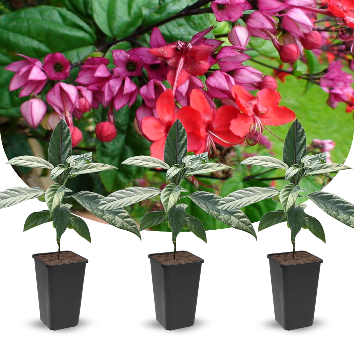 Clerodendrum Plants Live Well-Rooted for Outdoor Planting, Red Purple Clerodendrum Thomsoniae Bleeding Heart Tropical Live Plant, 5"-9" in Tall