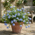 5 Blue Plumbago Cuttings 6–8 Inches, Plumbago Auriculata Plant Cuttings, Blue Flowering Shrub Starter for Outdoor Growing