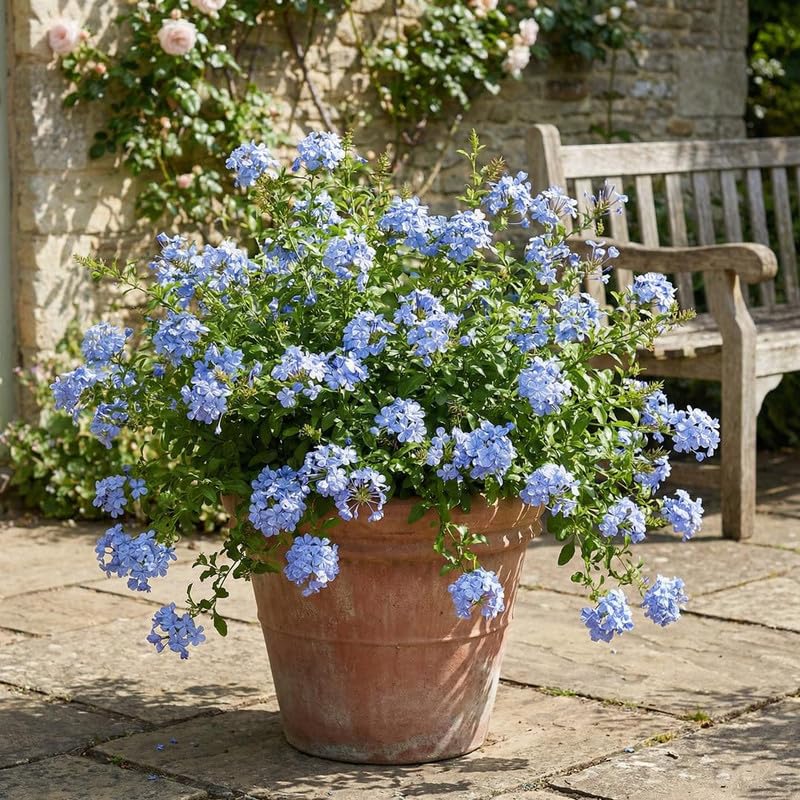 5 Blue Plumbago Cuttings 6–8 Inches, Plumbago Auriculata Plant Cuttings, Blue Flowering Shrub Starter for Outdoor Growing