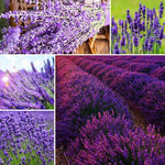 Set 4 Lavender Plants Live, Lavandula Perennial Well Rooted Plants, Fragrant Perennial 4-8" Height for Planting (Mix Lavender)