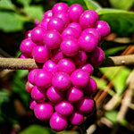 2 Beautyberry Bush Plants Live, American Beautyberry Seedlings, Berry Bushes Live Plant, Well Rooted, No Pot, Size 5 to 9 Inc in Tall