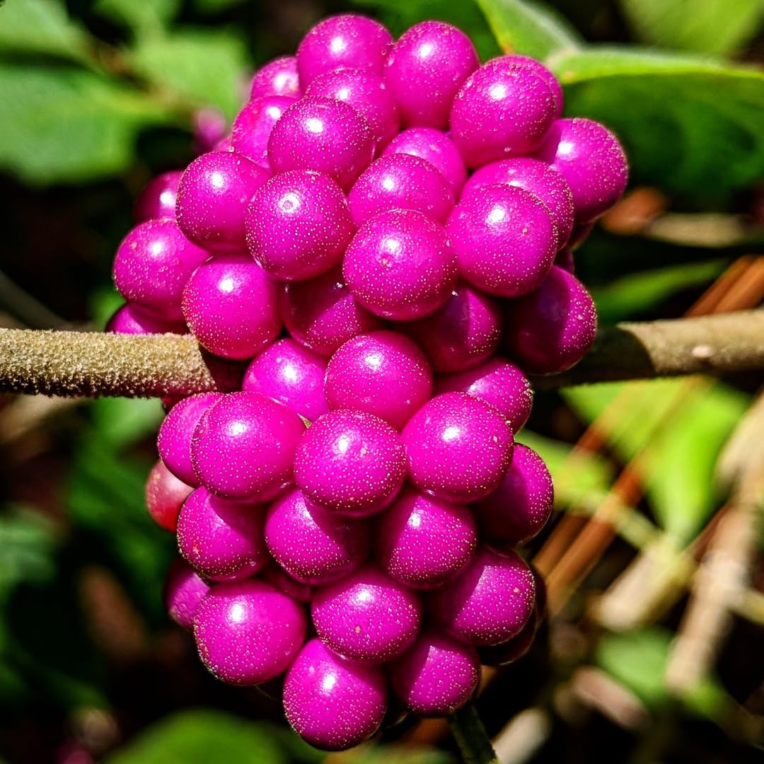 3 Shrubs Beautyberry Bush Live Plant, Purple Beautyberry Plant Tree from 5 to 10 Inches in Tall, No Pot, Well-Rooted, Hardy