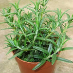 2 Rosemary Plants Live, 4 to 7 Inc in Height, Rosemary Plant Pot 4 Inc, Live Rosemary Plant Indoor Outdoor