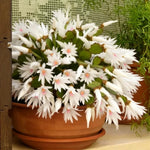 Easter Cactus Plants Live, Spring Bloom, Cold Hardy, 5-9" in Tall, No Pot, Starter Holiday Cactus Plant for Indoor Outdoor Houseplants (White)