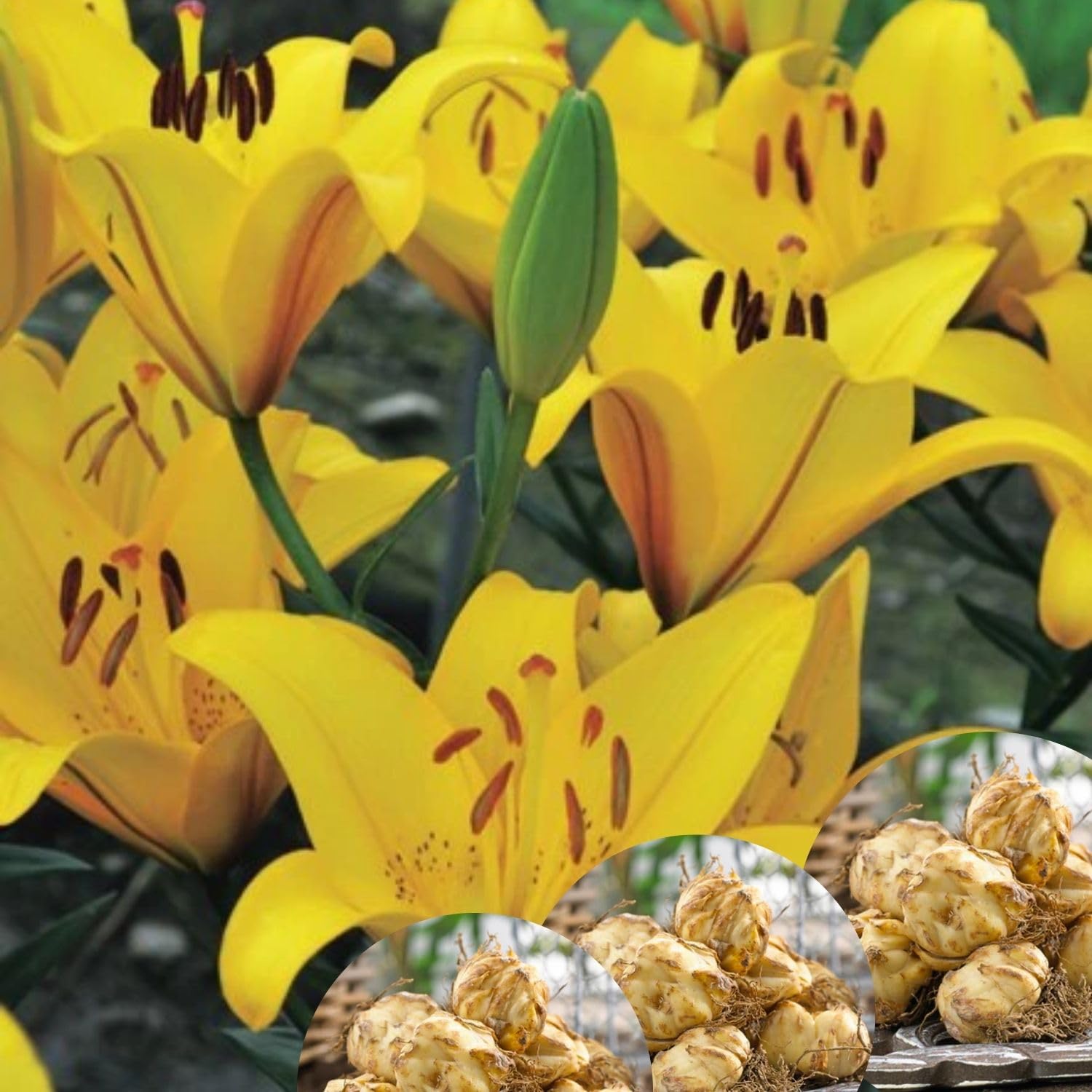 4 Yellow Asiatic Lily Bulbs, 3-4 Inch, Lily Flower Bulbs, Flowering Bulb for Outdoor Garden Beds and Containers