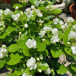 3 Blooming Jasmine Plants, Maid of Orleans Sambac Jasmine Live Plants, 4 to 6 Inc Tall, Jasmine Plants Live, Jasmine Well Rooted