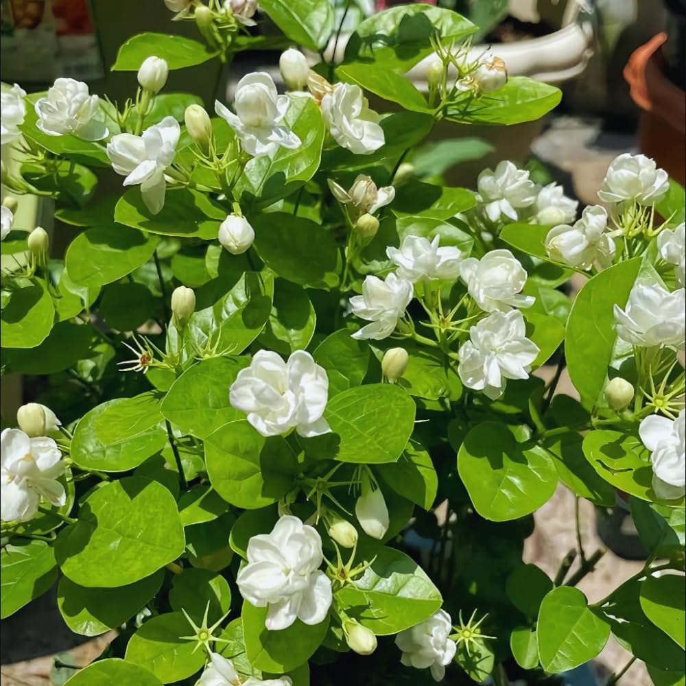 3 Blooming Jasmine Plants, Maid of Orleans Sambac Jasmine Live Plants, 4 to 6 Inc Tall, Jasmine Plants Live, Jasmine Well Rooted