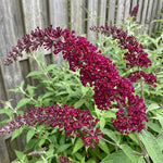 2 Red Butterfly Bush Plants Live, Vibrant Buddleia Plants 4-7 Inches, Colorful Flowering Shrub for Outdoor Garden