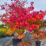 Set 5 of 1 Year Old Sassafras Tree Live Plant Bare Root, Fragrant, 12-18" Yellow Red Color in Fall, Seedling Sassafras Plants