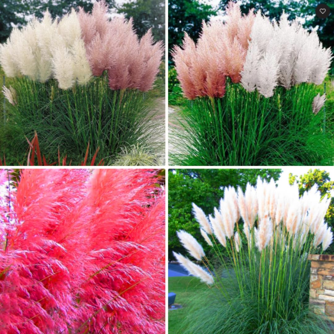 4 Assorted Grasses Ornamental Live Plants Seedlings Well-Rooted, Size 5 to 9" Perennial Hardy Ornamental Grass Plants, Mixed Colors (Mixed 4 Random Grasses - 2)