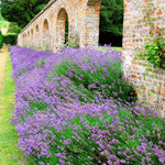 2 Live Blue Lavender Plants for Outside Planting, Perennial Lavandula Plants Live Fragrant Flowers, Well-Rooted 5-8" for Spring Bloom