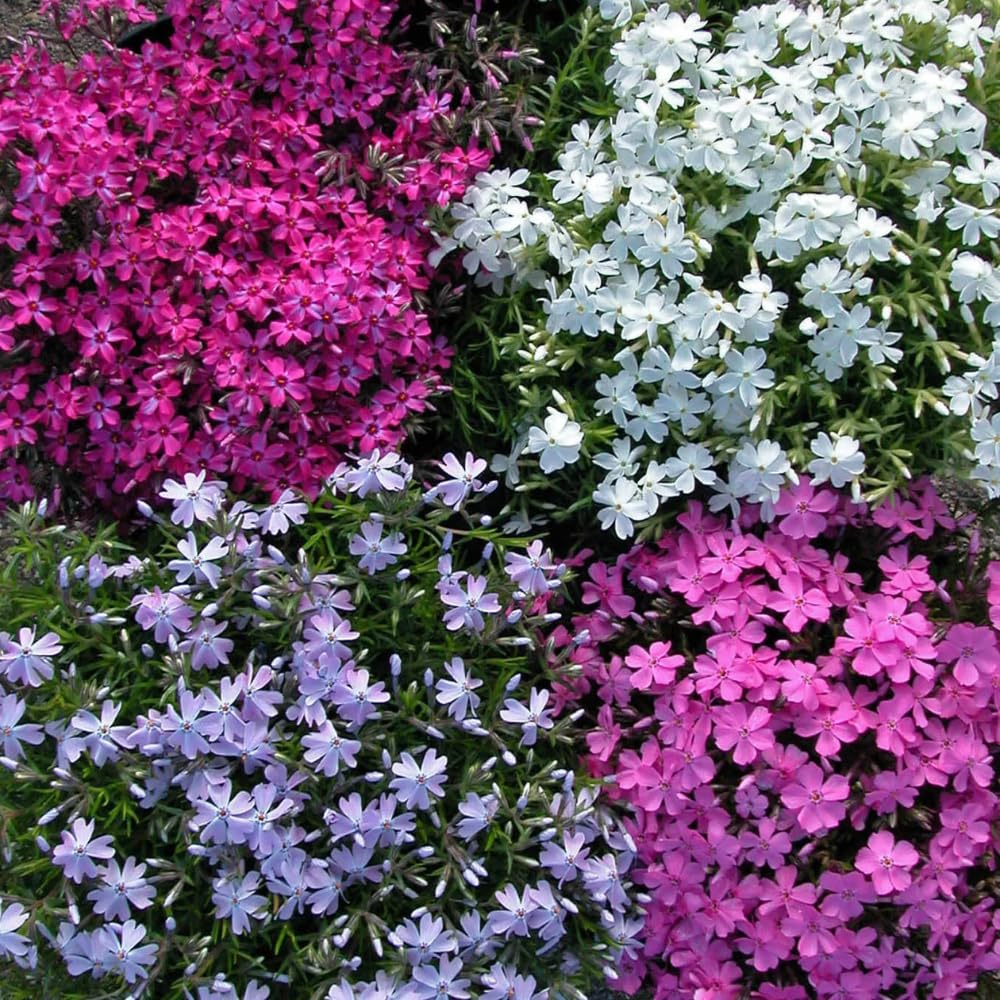 Pack 3 Creeping Phlox Plant Live, 5-9 Inches, Perennial Creeping Phlox Ground Cover Outdoor Garden (Mix-Colored)