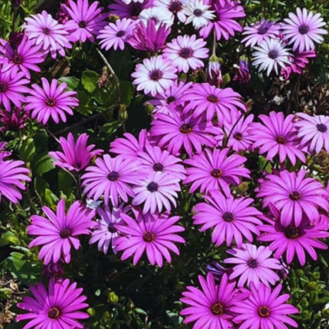 2 Osteospermum Plants Live, Purple African Daisy Flower Plants 4 Inc Potted, 2 Plants per Pot Garden Annual Flowering Plant Live, Purple Flower