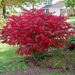Dwarf Burning Bush Live Plant, Red Burning Bush Shrub Live Plant, 5 to 7 Inches Tall