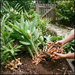 Set 3 Yellow Turmeric Plants Live 4-7 Inches Tall, Fresh Turmeric Roots Plants for Garden, Patio Pots and Indoor Use