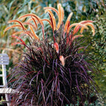 Pack 2 Fountain Grass Plants Live, Ornamental Grasses Live Plants Perennial Potted Plants Ready to Grow, 5-9 Inch Height (Red Purple Fountain Grass)