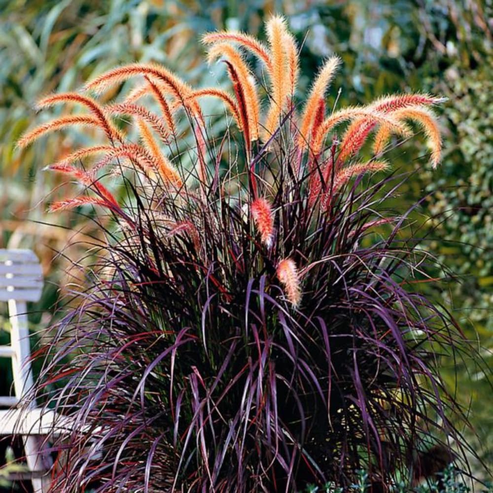 Pack 2 Fountain Grass Plants Live, Ornamental Grasses Live Plants Perennial Potted Plants Ready to Grow, 5-9 Inch Height (Red Purple Fountain Grass)