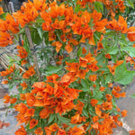 Combo 2 Bougainvillea Plants Live Trees, Outdoor Bougainvillea Plant for Trailing Flowering Vines or Bush Tree, 5-10” Tall, Well-Rooted Bougainvillea Orange