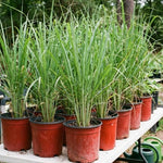 Set 4 Live Lemongrass Plants for Outdoor Planting, 10 Inc Tall Lemon Grass Live Plant, Live Lemon Grass, Lemon Grass Plants, Live Lemongrass Plant, Live Lemongrass Plants in Pot