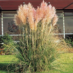 2 Pampas Grass Plants Live, Ornamental Grasses Live Plants Perennial, Mix Pampas Grass Live Plants Outside