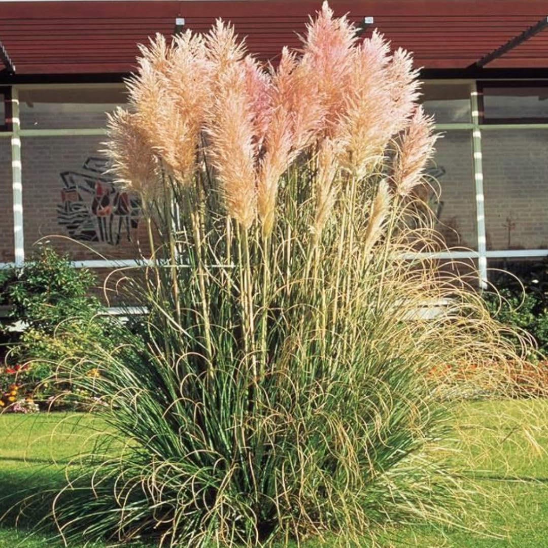 2 Pampas Grass Plants Live, Ornamental Grasses Live Plants Perennial, Mix Pampas Grass Live Plants Outside