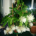 Night Blooming Epiphyllum Oxypetalum Plant Flower Plant Potted, Live Succulents Plant for Garden