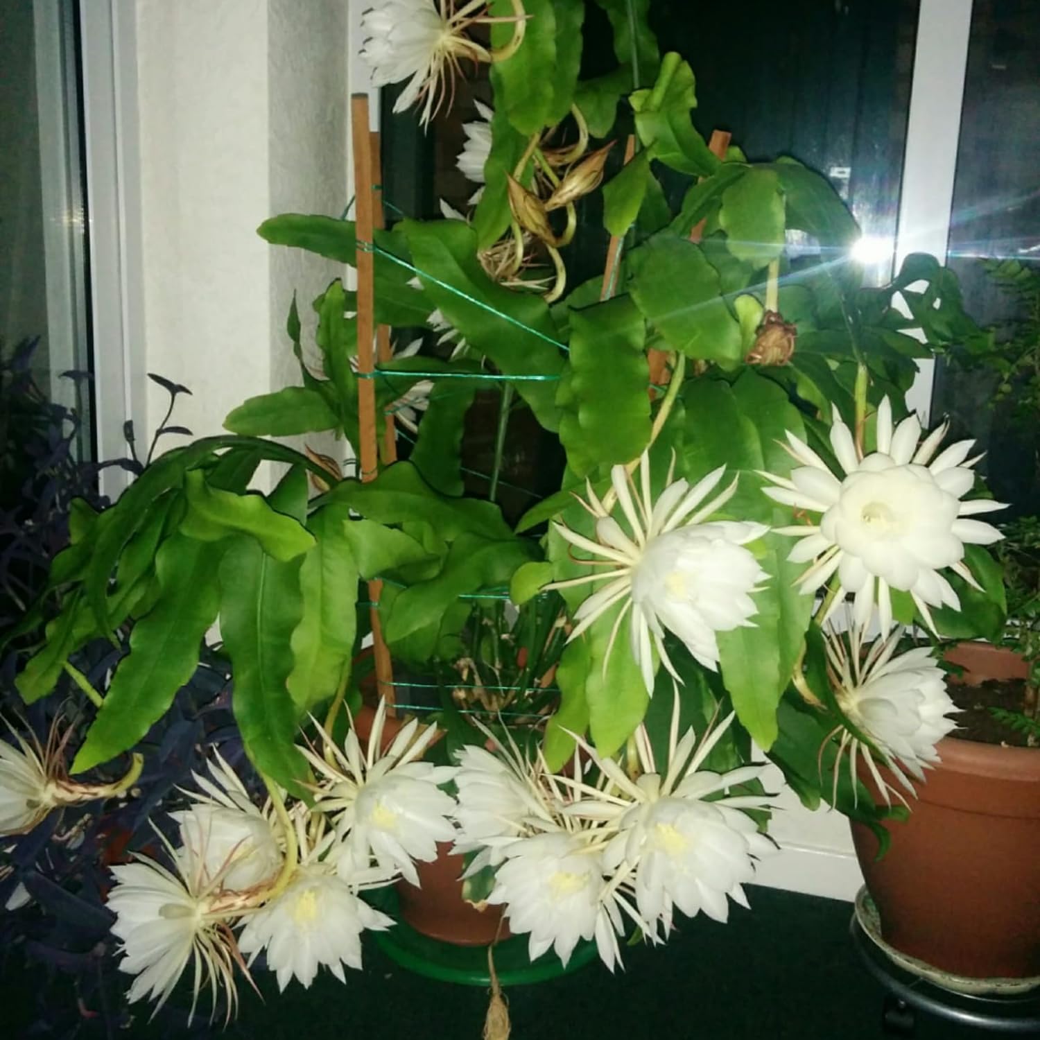 Night Blooming Epiphyllum Oxypetalum Plant Flower Plant Potted, Live Succulents Plant for Garden
