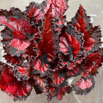 Exotic Red Begonia Plants Live, Rare Begonias Indoor Growing, Hanging Basket, Starter 5 to 9 Inc Tall