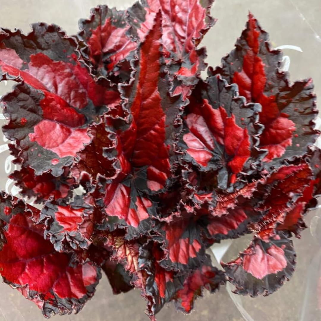 Exotic Red Begonia Plants Live, Rare Begonias Indoor Growing, Hanging Basket, Starter 5 to 9 Inc Tall