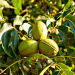 5 Pecan Trees Live Plants Seedlings, 12-18 Inches Tall Bare Roots Trees Live Plants, Dormant Nuts Tree for Spring Planting, Hardy Pecan Nut