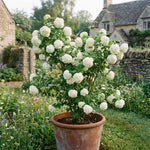 Snowball Viburnum Bush Live Plant in Pot, Snowball Viburnum Tree 9-12 Inches Tall, White Flower for Outdoor Planting
