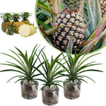 3 Pineapple Trees Live Plants, Sweet Pineapple Plants Live for Growing, Cold Hardy Pineapple Fruit Trees, No Pot, Well-Rooted 4-8 Inch Tall (Sugarloaf Pineapple)