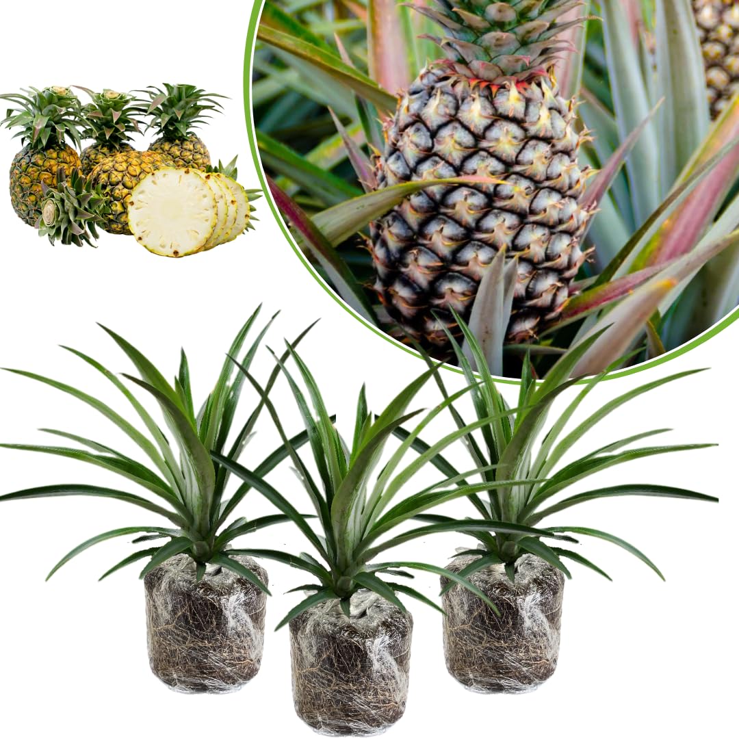 3 Pineapple Trees Live Plants, Sweet Pineapple Plants Live for Growing, Cold Hardy Pineapple Fruit Trees, No Pot, Well-Rooted 4-8 Inch Tall (Sugarloaf Pineapple)