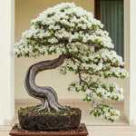 Sets 3 Climbing Bougainvillea Plants Live for Full Sun Trellis Tree, Shrub or Vine Bougainvillea Vibrant Bloom, Very Hardy, 5-9" Tall, White
