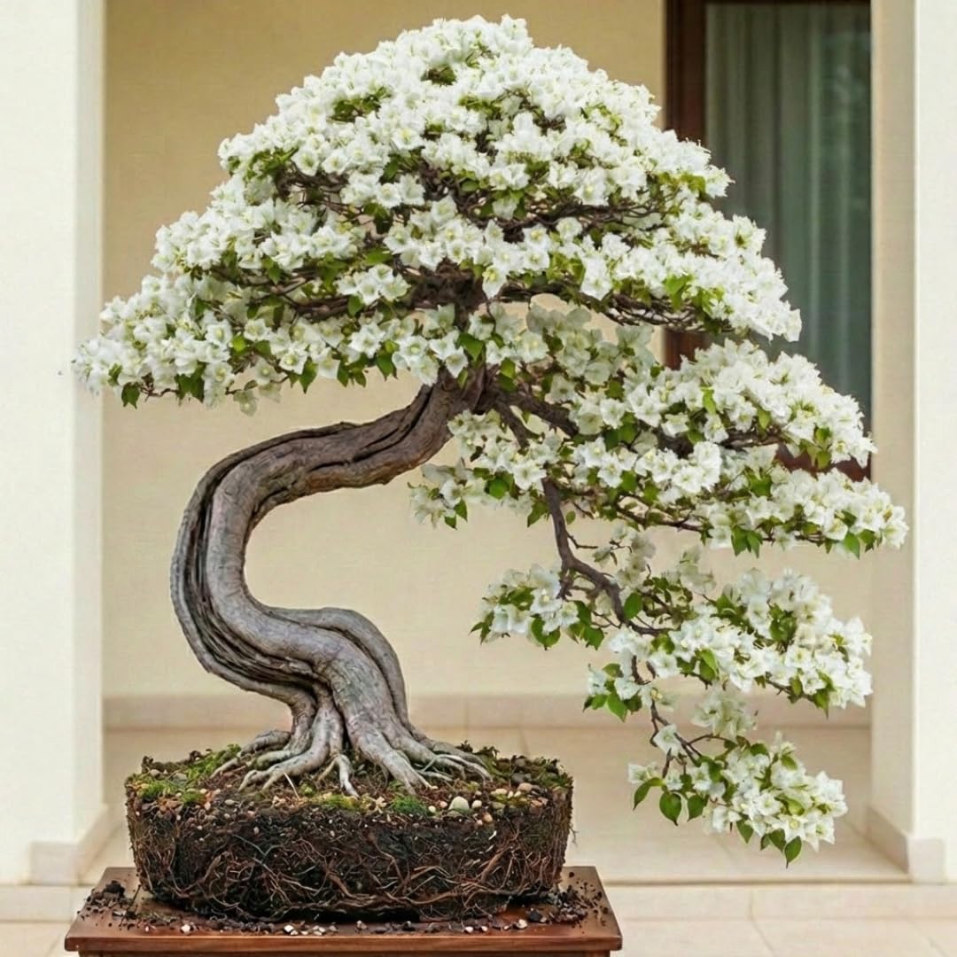 Sets 3 Climbing Bougainvillea Plants Live for Full Sun Trellis Tree, Shrub or Vine Bougainvillea Vibrant Bloom, Very Hardy, 5-9" Tall, White