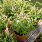 Lemon Verbena Plant Live, 3-5 Inch Tall, Lemon Verbena Herb Plant for Outdoor Garden, Indoor Growing, and Container Planting, No Pot