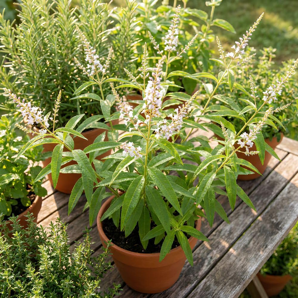 Lemon Verbena Plant Live, 3-5 Inch Tall, Lemon Verbena Herb Plant for Outdoor Garden, Indoor Growing, and Container Planting, No Pot