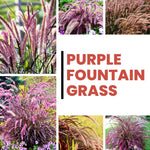 Pack 2 Fountain Grass Plants Live, Ornamental Grasses Live Plants Perennial Potted Plants Ready to Grow, 5-9 Inch Height (Red Purple Fountain Grass)