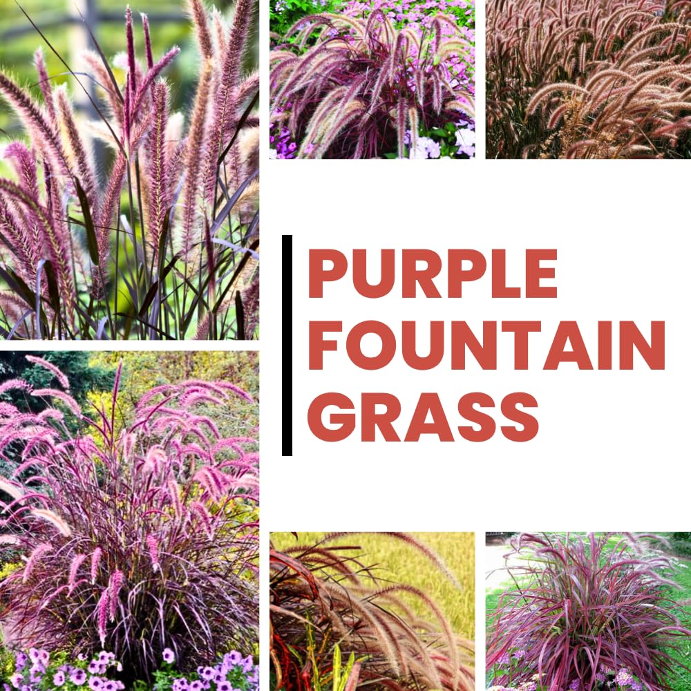 Pack 2 Fountain Grass Plants Live, Ornamental Grasses Live Plants Perennial Potted Plants Ready to Grow, 5-9 Inch Height (Red Purple Fountain Grass)
