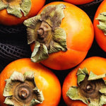 4 Cold Hardy Persimmon Tree Bare Roots, Persimmon Fruit Tree Seedlings 6-12 Inches, Outdoor Planting, Winter Dormant