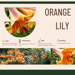2 Large Orange Lily Bulbs, 4-6 Inch, Orange Lilies Bulbs, Flowering Bulb for Outdoor Garden Beds and Containers