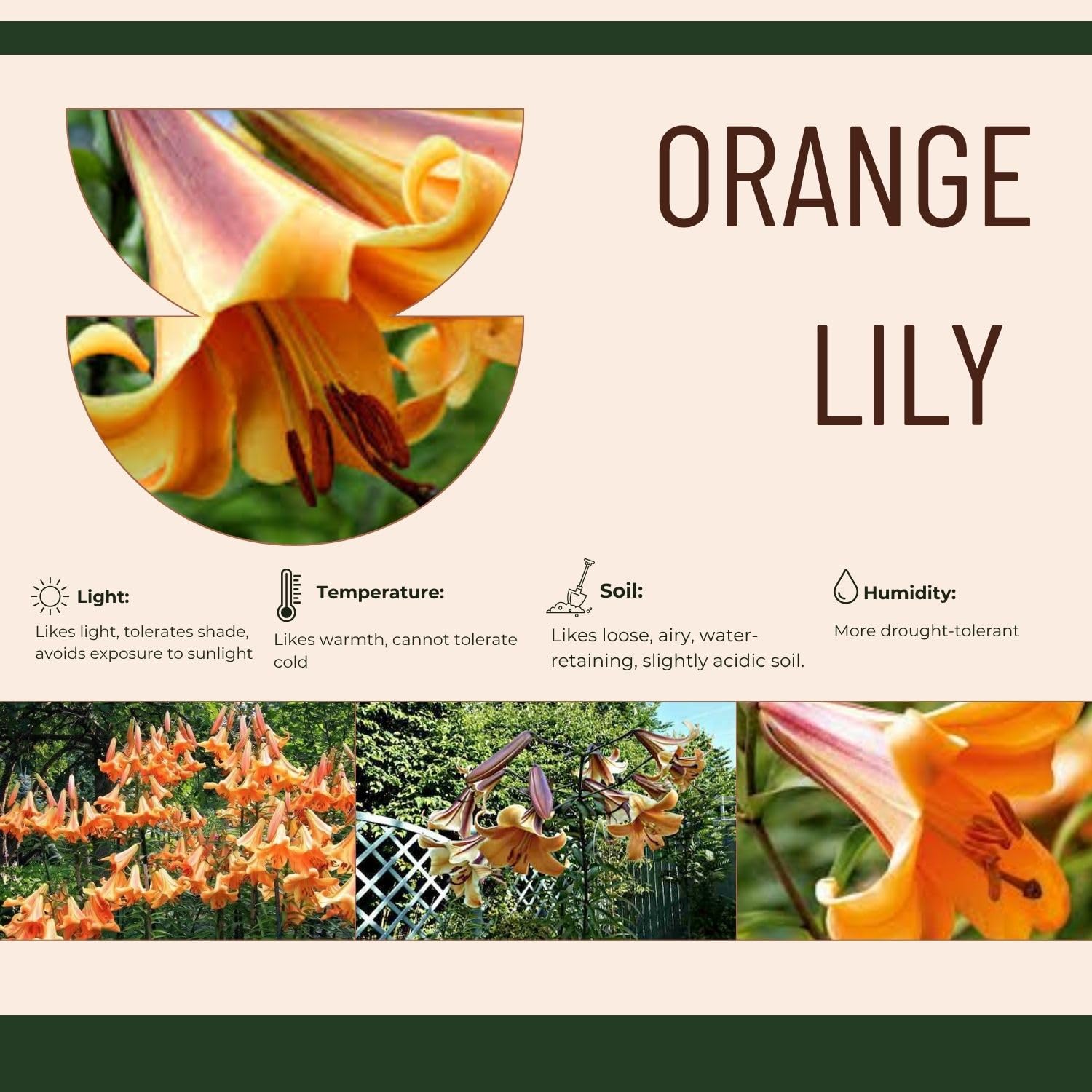 2 Large Orange Lily Bulbs, 4-6 Inch, Orange Lilies Bulbs, Flowering Bulb for Outdoor Garden Beds and Containers
