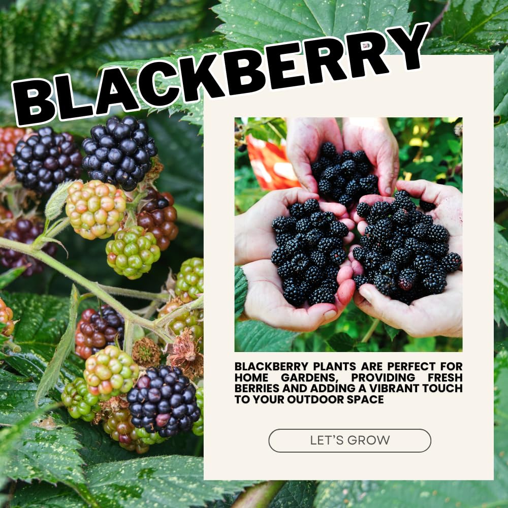 2 Thornless BlackBerry Plants Live for Planting, BlackBerry Bushes Live Plants 5 to 8 Inc Tall, Blackberries Fruit (Navaho BlackBerry)
