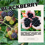 2 Thornless BlackBerry Plants Live for Planting, BlackBerry Bushes Live Plants 5 to 8 Inc Tall, Blackberries Fruit (Sweet Pie BlackBerry)