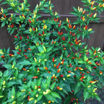 Set 2 Pequin Pepper Chili Plants, 120 Days Old, Hot Red Pepper Plant, Live Peppers for Planting Indoor, Outdoor