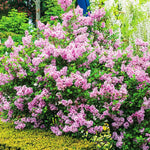2 Miss Kim Lilac Trees Live Plants, 8 Months Old Well-Rooted Purple Syringa Bushes Seedling, 5 to 7 Inches Tall, Fragrant, Zones 3-7