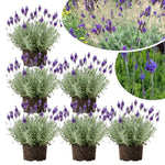 4 Hidcote Blue Lavender Plants Live for Outside Planting, Perennial Bloom, Live Lavender Plants 5–9 Inches Tall with Fragrant Flowers for Spring Growing