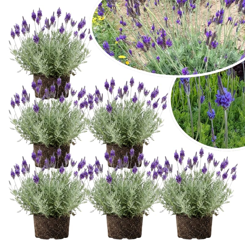 4 Hidcote Blue Lavender Plants Live for Outside Planting, Perennial Bloom, Live Lavender Plants 5–9 Inches Tall with Fragrant Flowers for Spring Growing