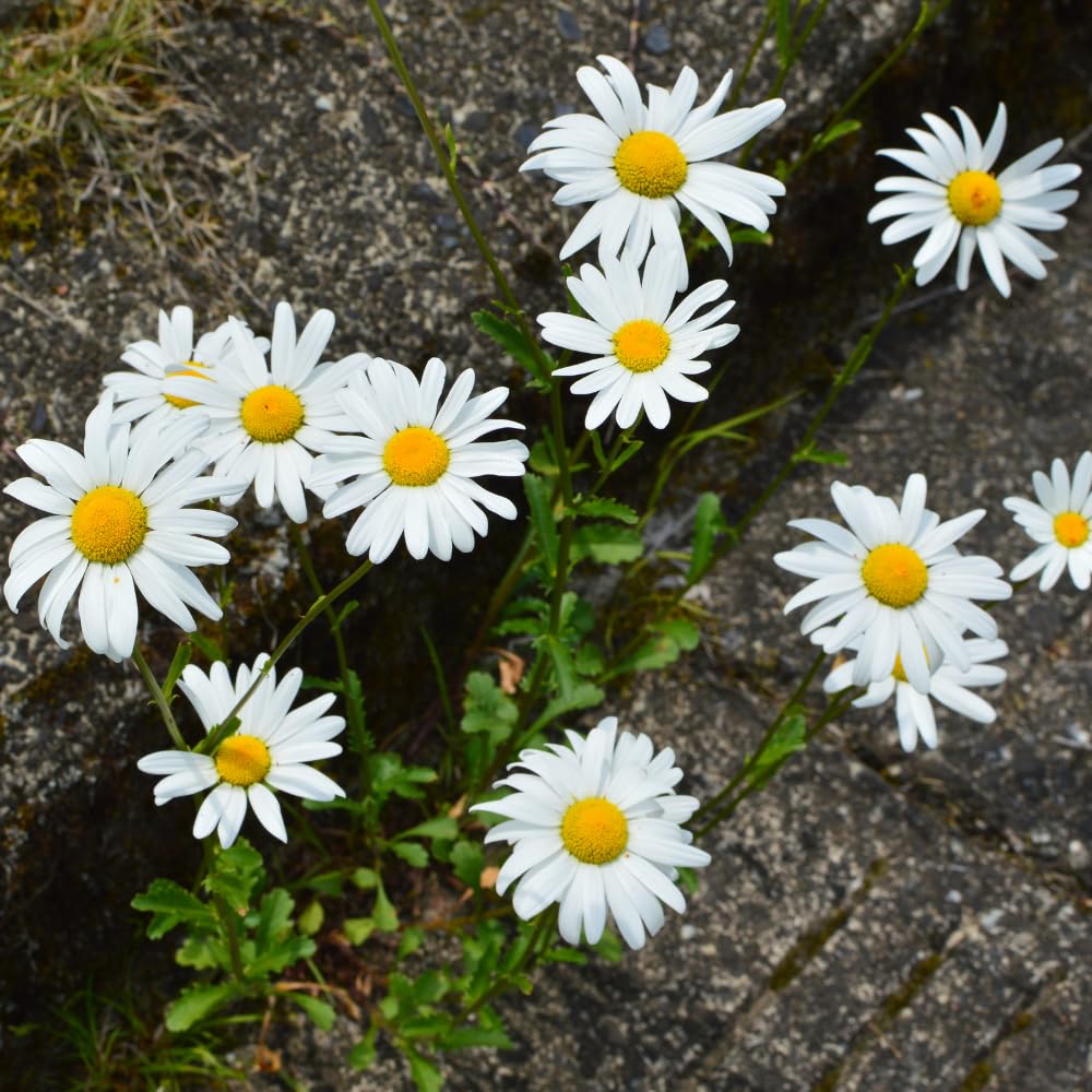 Set 3 Daisy Live Plants 5-8 Inches Well Rooted, White Perennial Flowering Daisies, Indoor Outdoor Garden